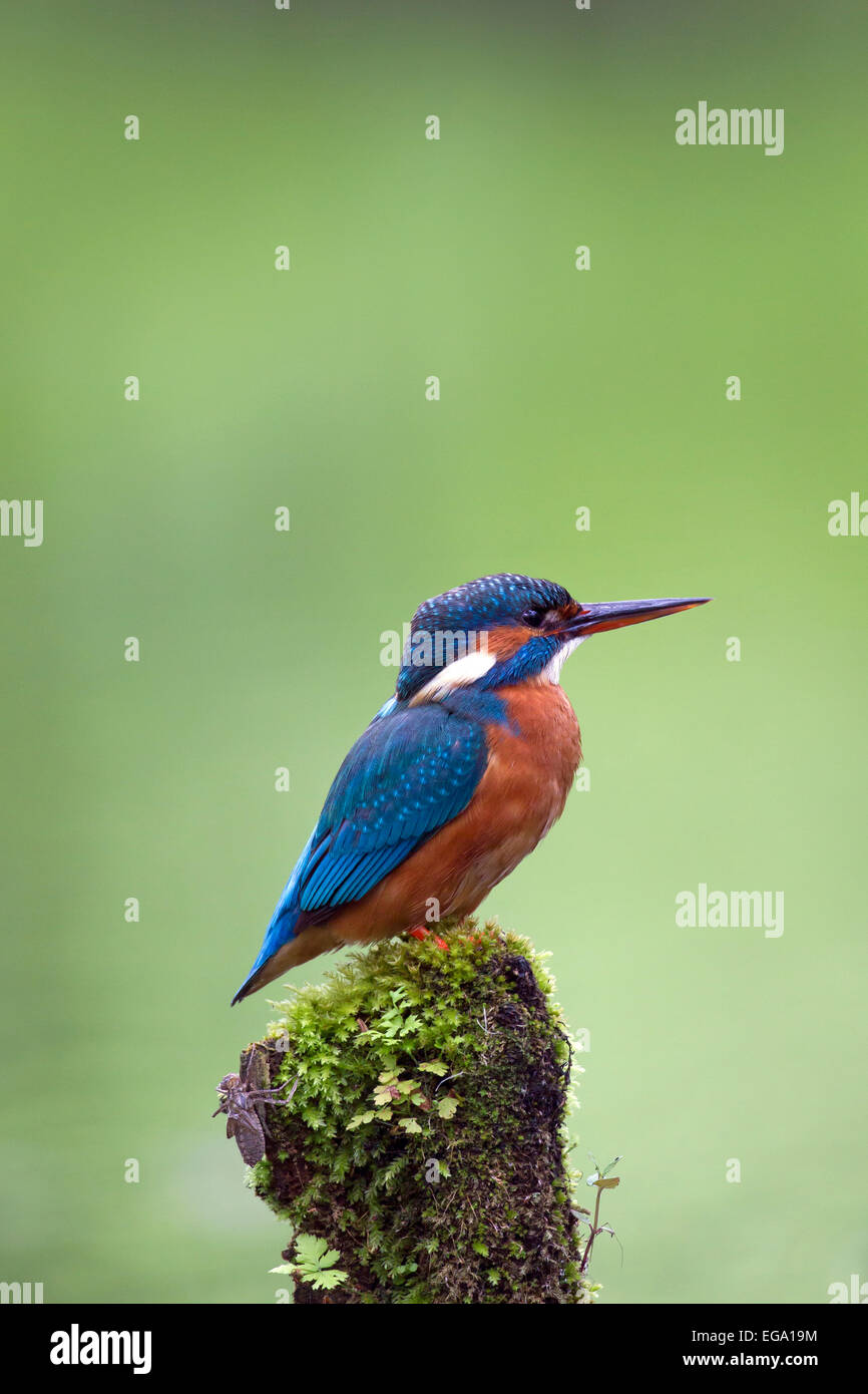 Common kingfisher / Eurasian kingfisher (Alcedo atthis) female perched on branch and on the lookout for fish in river Stock Photo