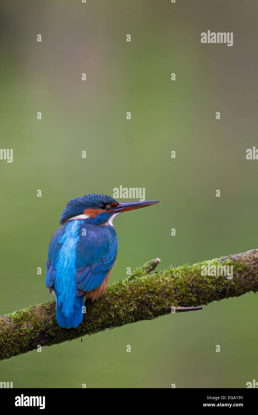 Common kingfisher / Eurasian kingfisher (Alcedo atthis) female perched on branch and on the lookout for fish in river Stock Photo