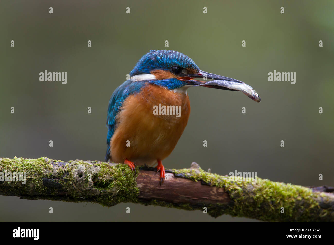 Common kingfisher / Eurasian kingfisher (Alcedo atthis) perched on branch with caught fish in beak Stock Photo