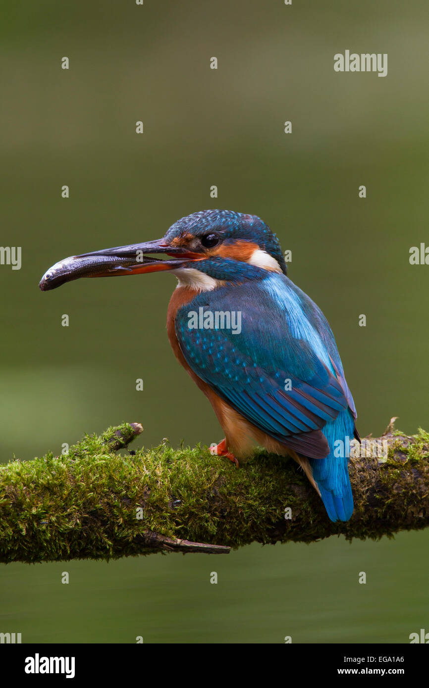 Common kingfisher / Eurasian kingfisher (Alcedo atthis) female perched on branch with caught fish in beak Stock Photo