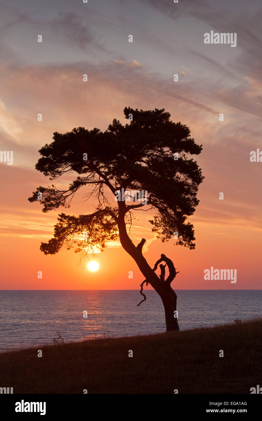 Silhouette pine tree hi-res stock photography and images - Alamy