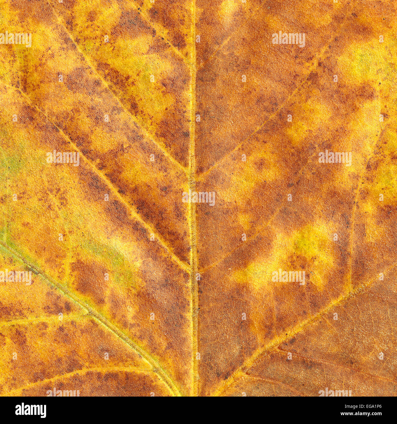 Maple leaf in autumn, Acer platanoides Stock Photo