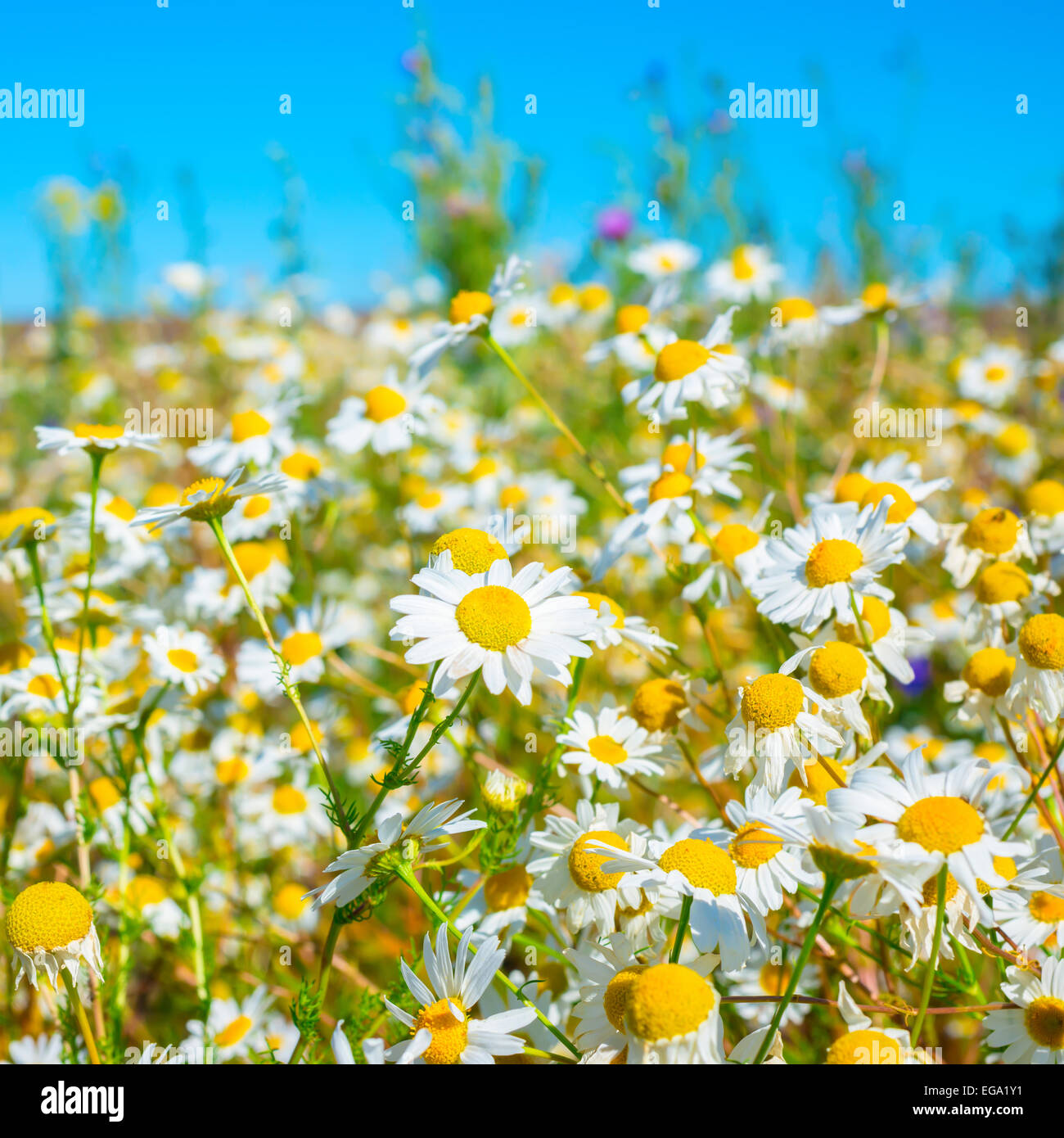 beautiful meadow of green grass and chamomiles as background on blue ...