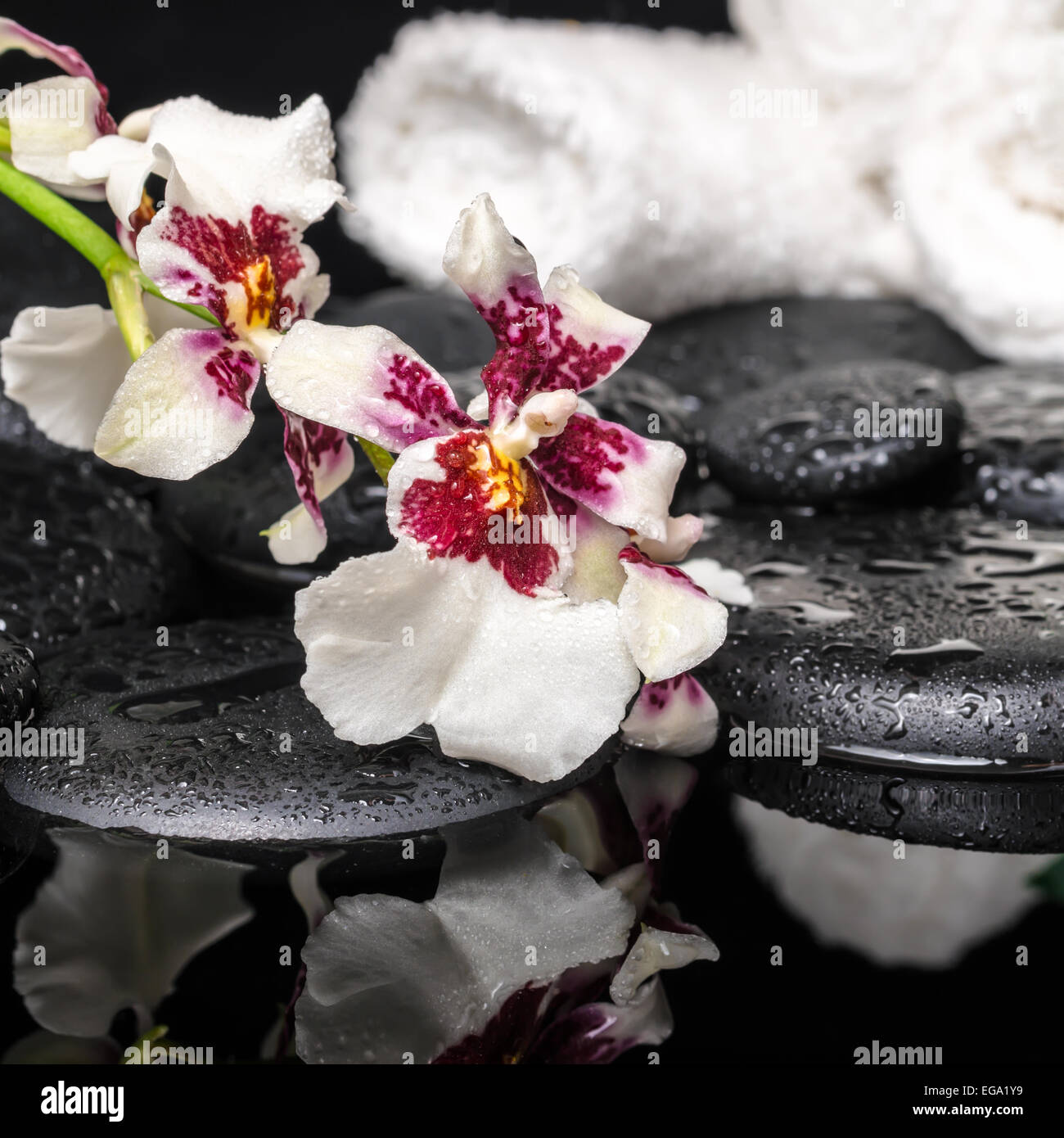 spa concept of orchid Cambria flower with drops and white towels on zen stones in water, closeup Stock Photo