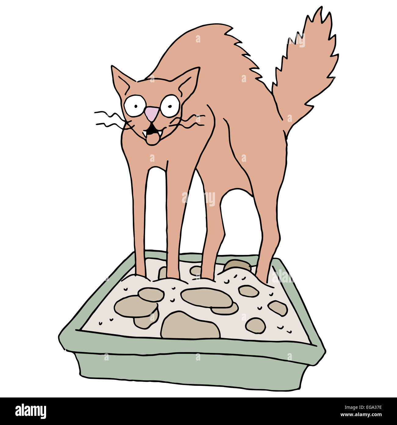 An image of a cat in a dirty litter box Stock Photo Alamy