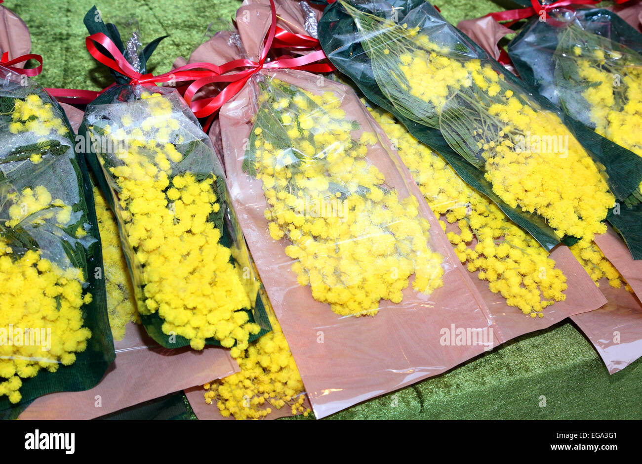 Yellow Mimosa Flowers For Women S Day On 8 March Stock Photo Alamy