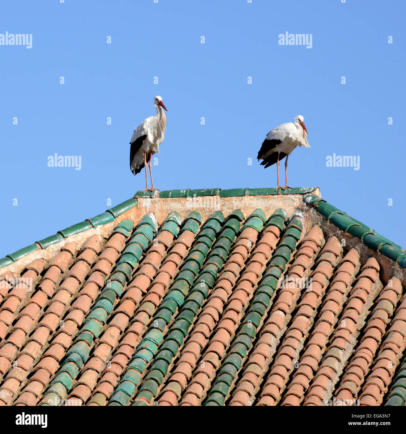Storks on Marrakech rooftop. Stock Photo