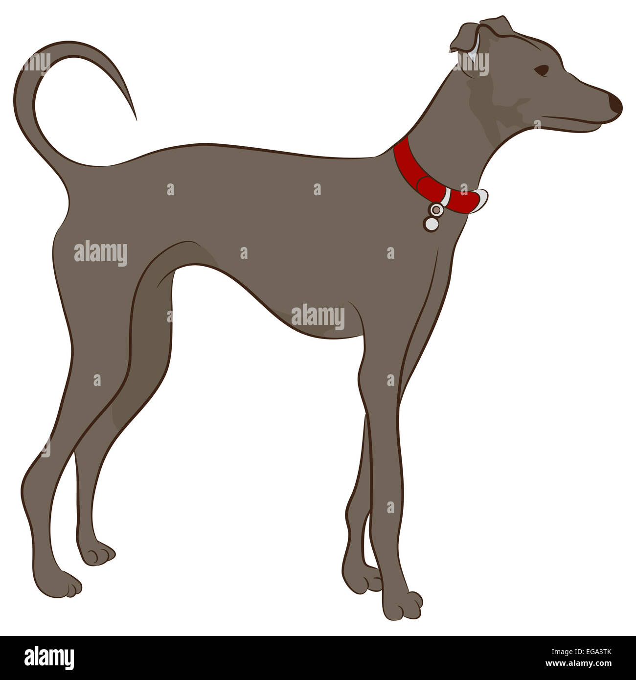 Greyhound Cut Out Stock Images & Pictures - Alamy