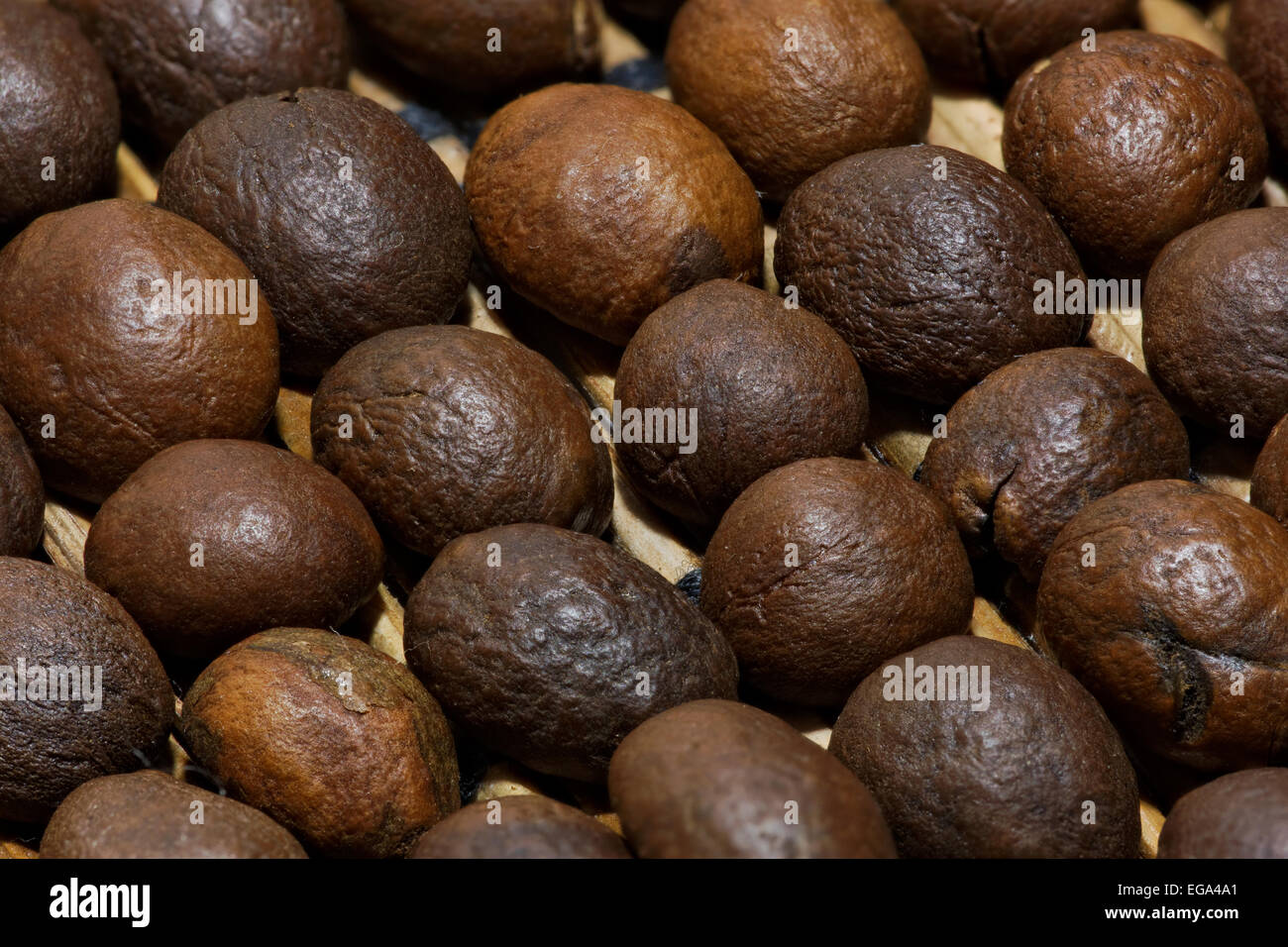 Structure of a bean seed illustration hi-res stock photography and ...