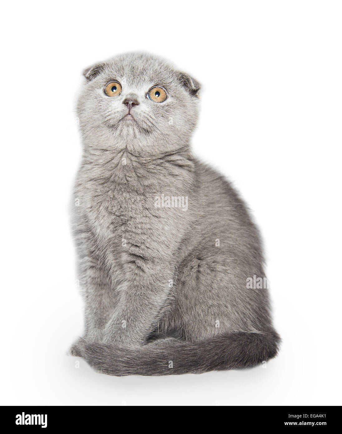 cat isolated on white background Stock Photo - Alamy