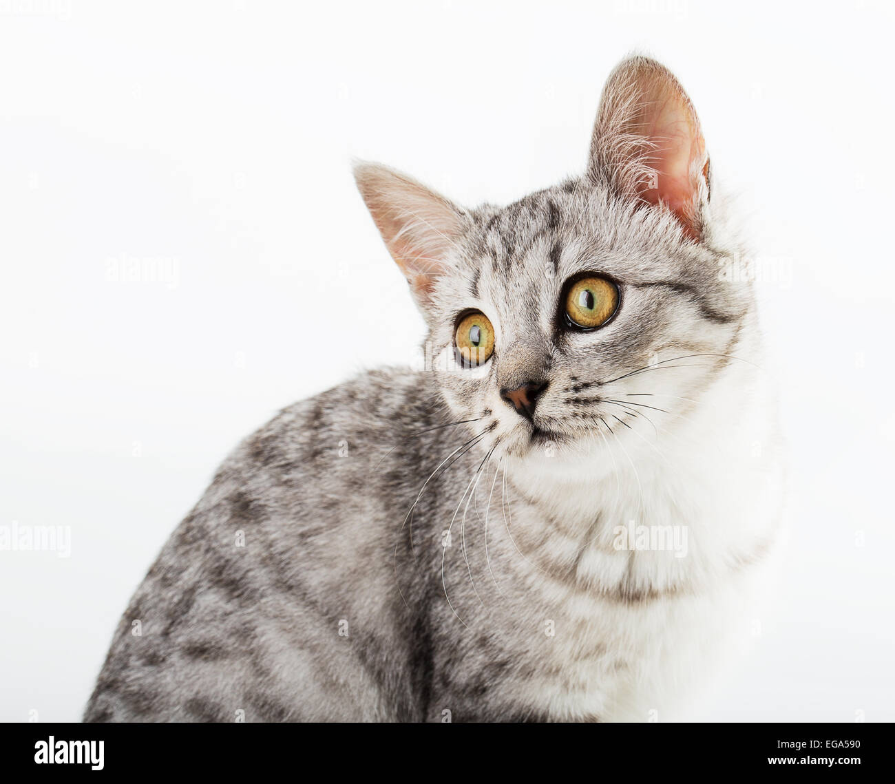 cat isolated on white background Stock Photo - Alamy