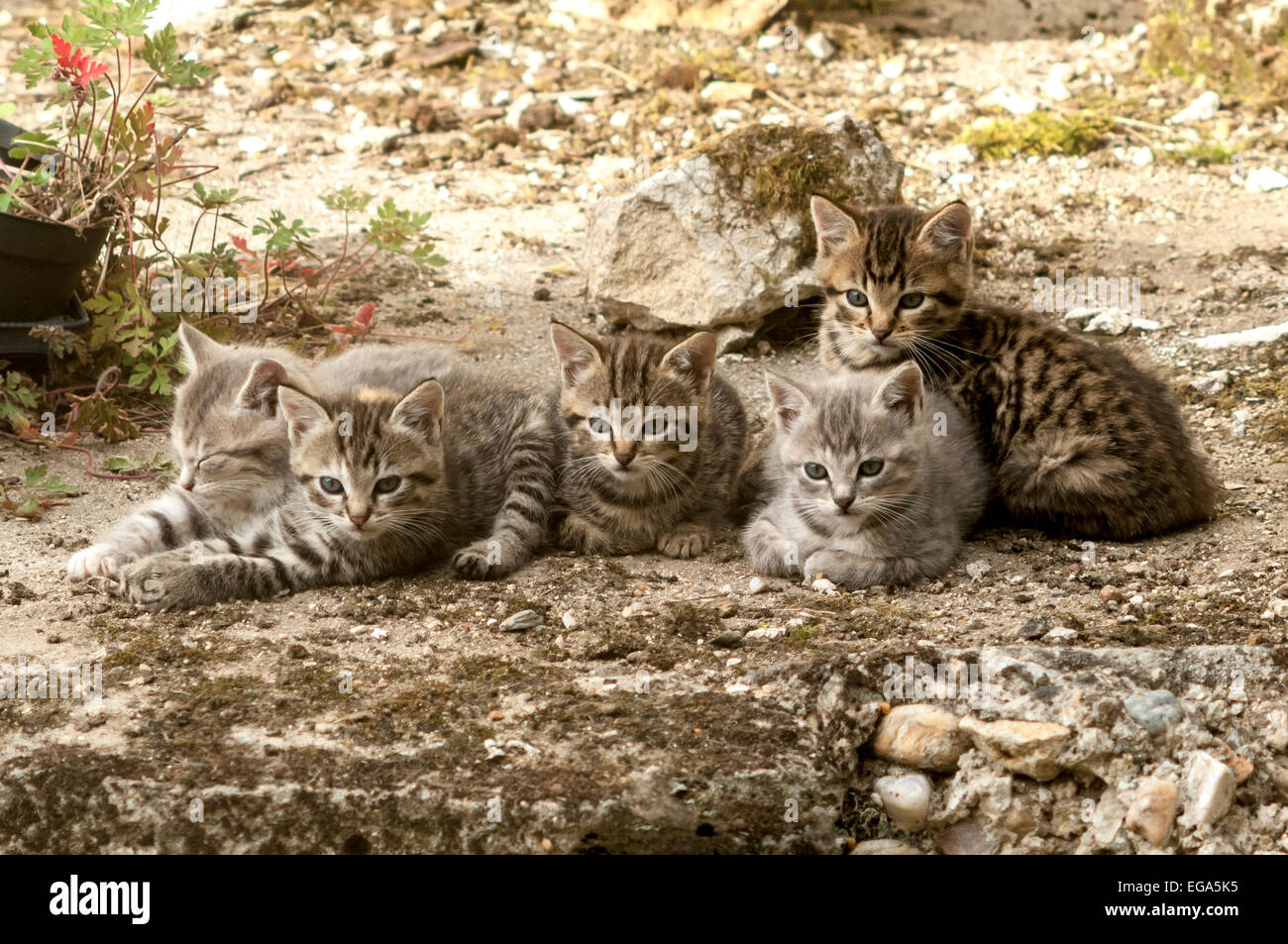 Five cute kittens awake - France. Stock Photo