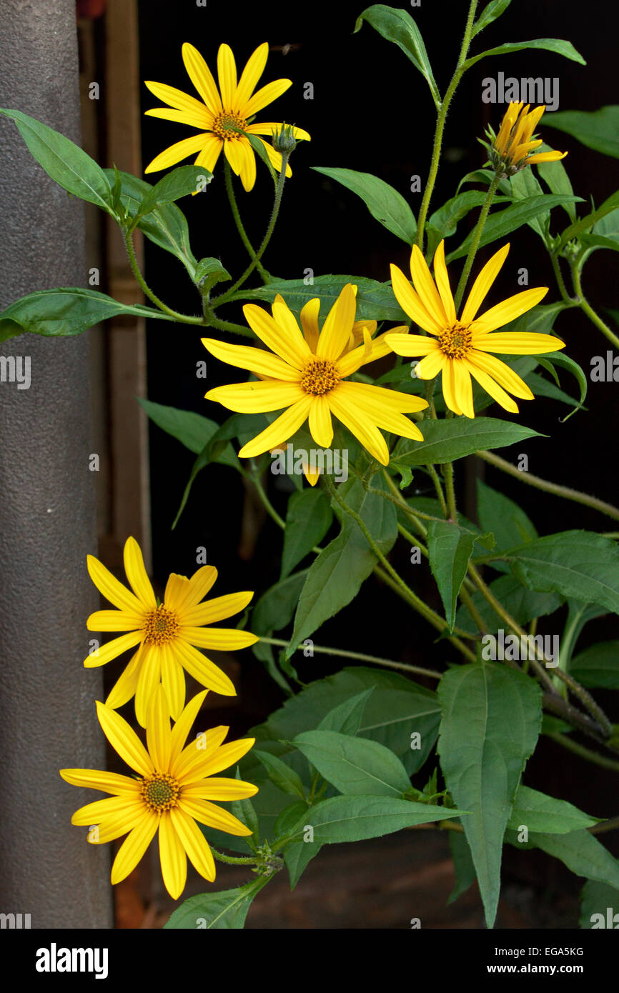 Jerusalem artichoke flower hires stock photography and images Alamy