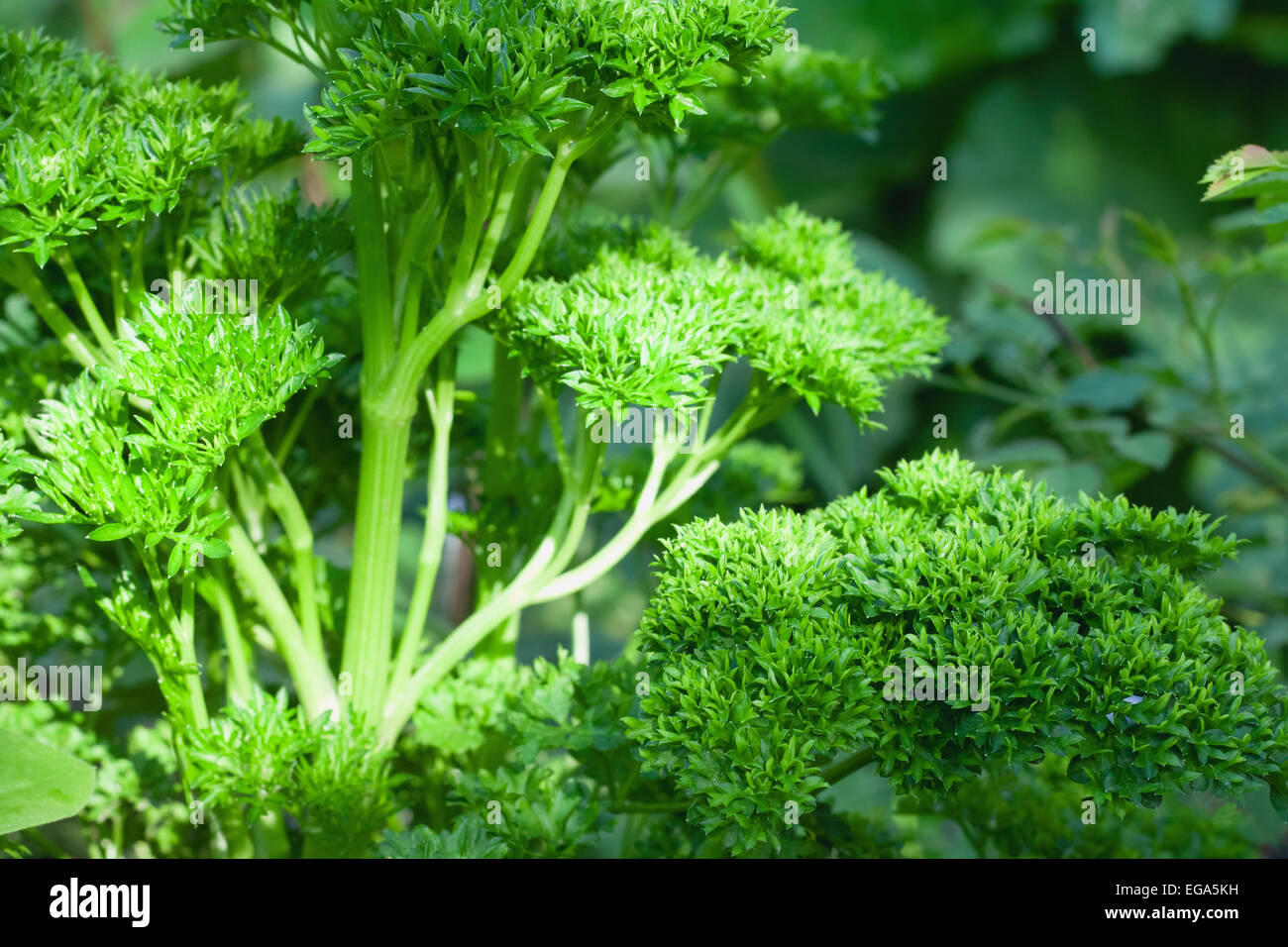 curly parsley in a garden Stock Photo Alamy