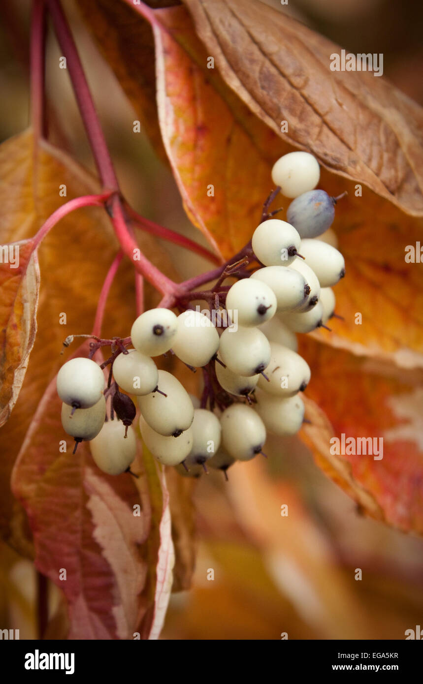 Red Snowberry Stock Photos Red Snowberry Stock Images Alamy