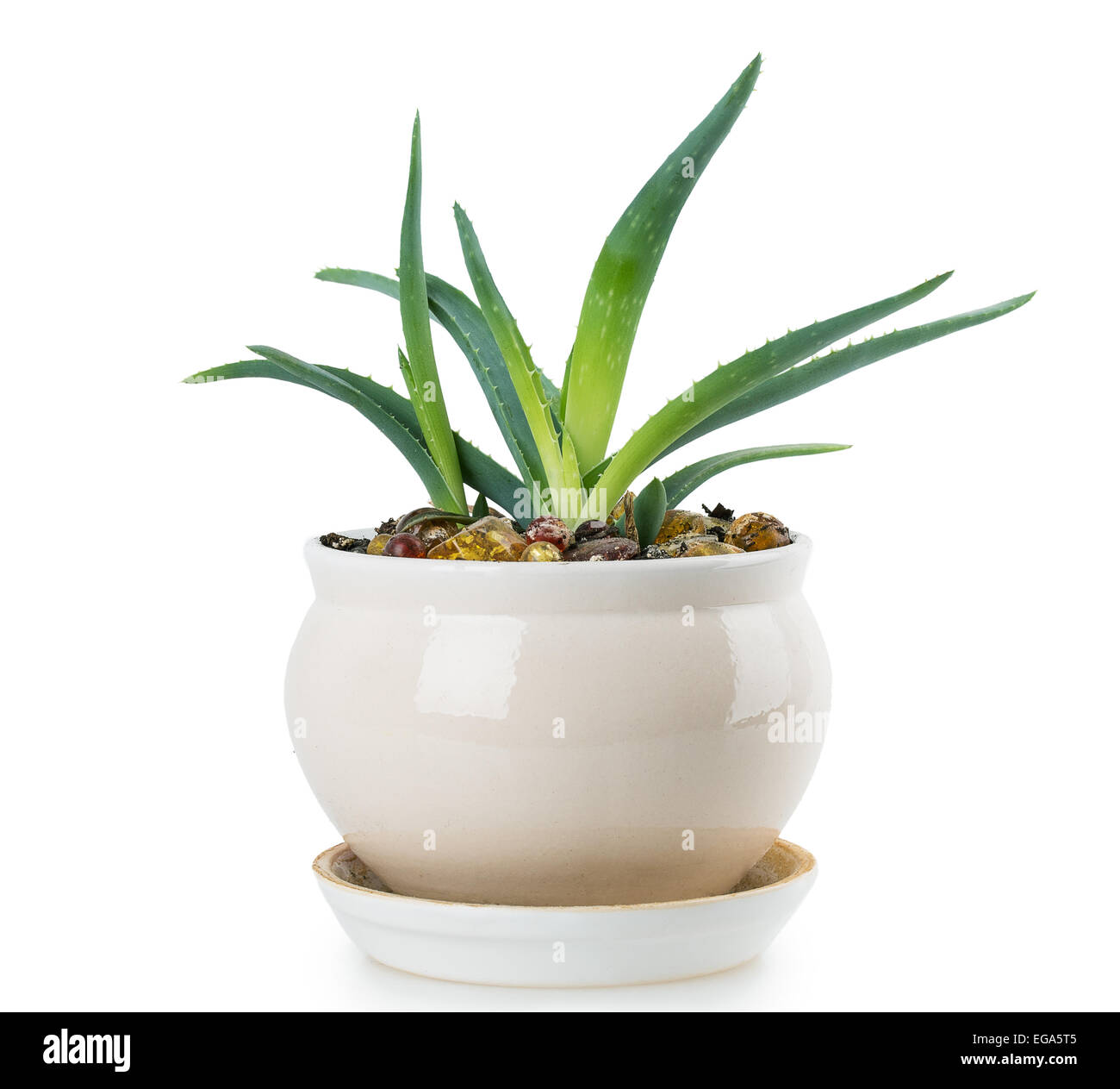 aloe isolated on white background Stock Photo - Alamy