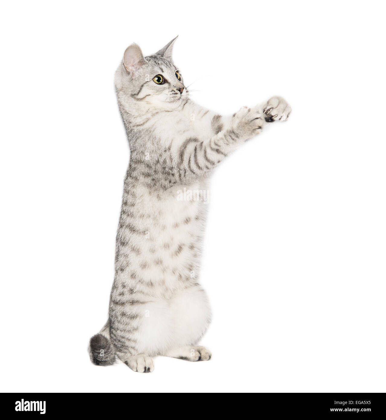 cat isolated on white background Stock Photo - Alamy