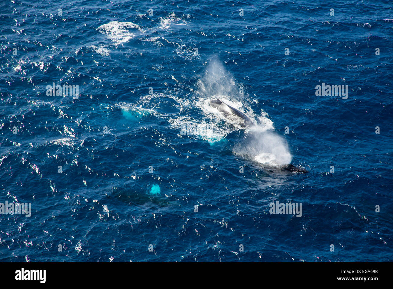 Aerial whale hi-res stock photography and images - Alamy