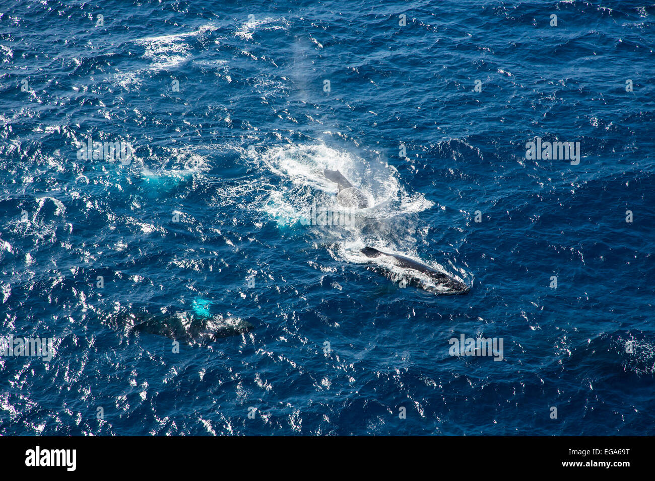 Maui whale hi-res stock photography and images - Alamy
