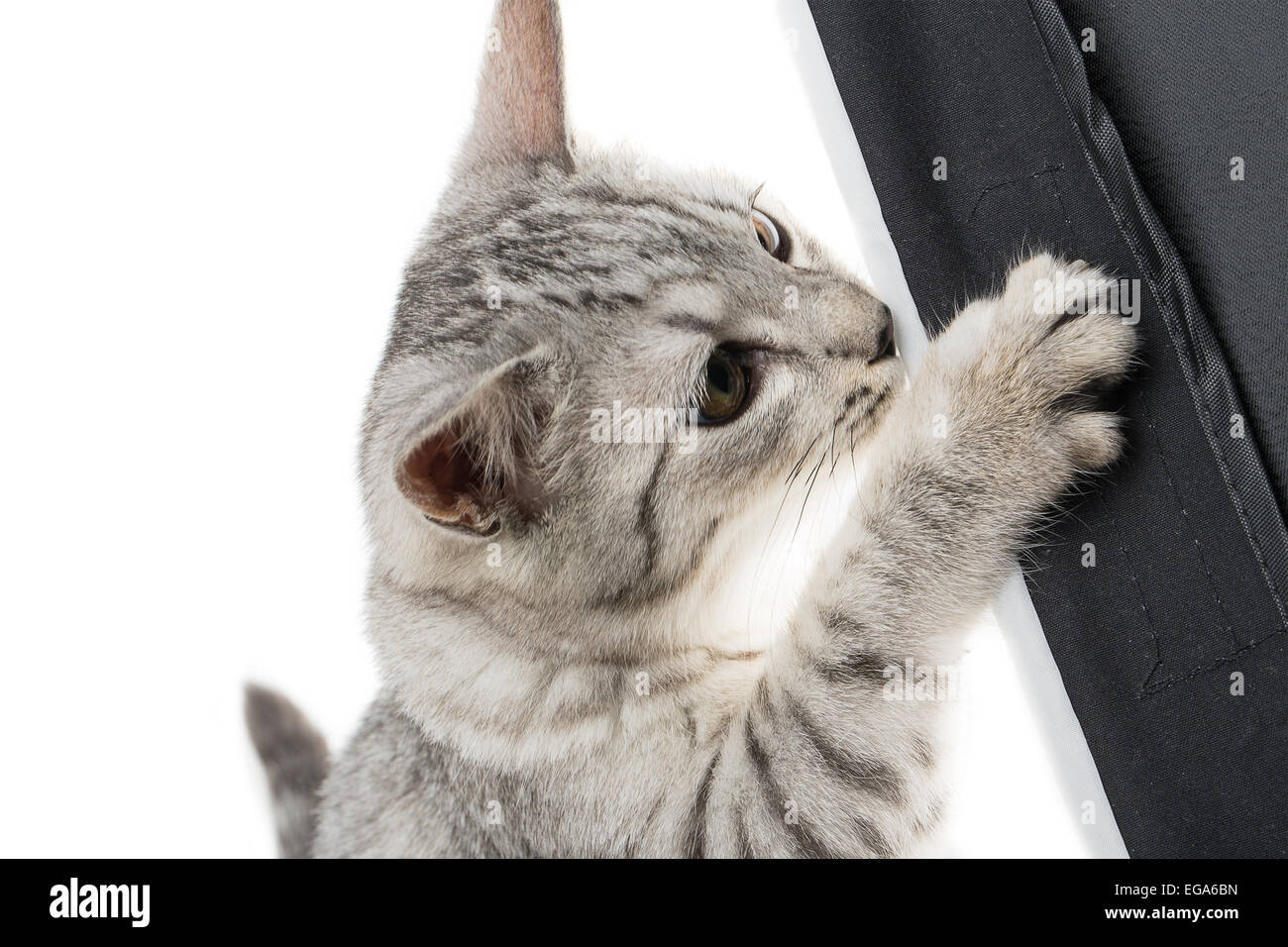 cat isolated on white background Stock Photo - Alamy