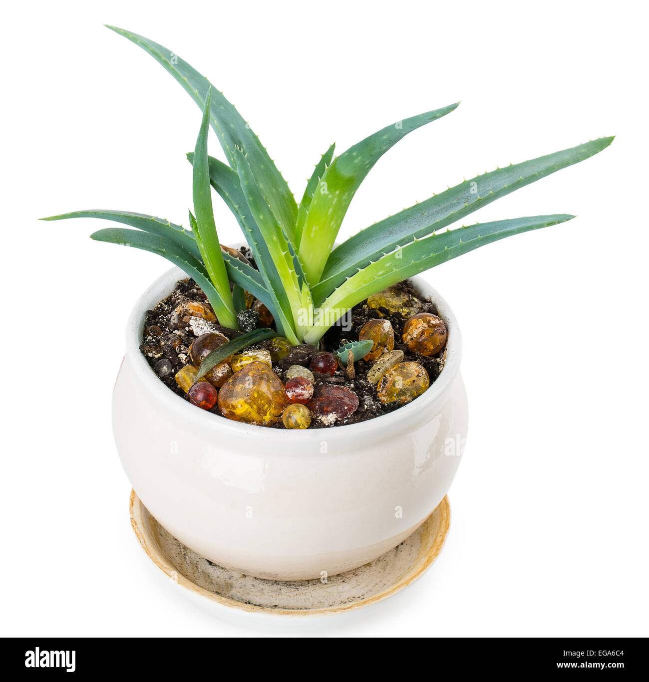 aloe isolated on white background Stock Photo - Alamy