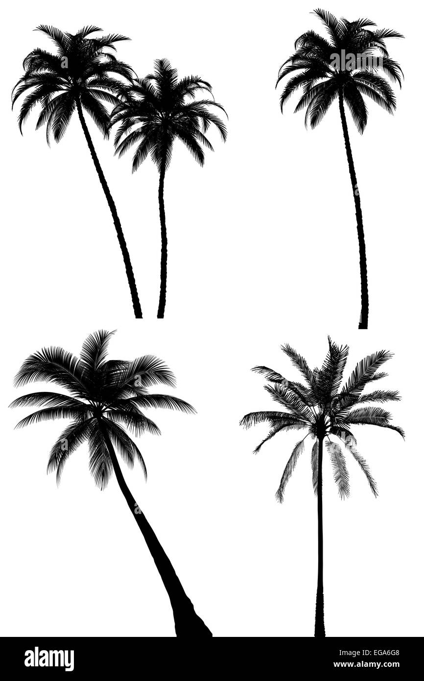 Palm tree silhouette set on white background Stock Photo - Alamy