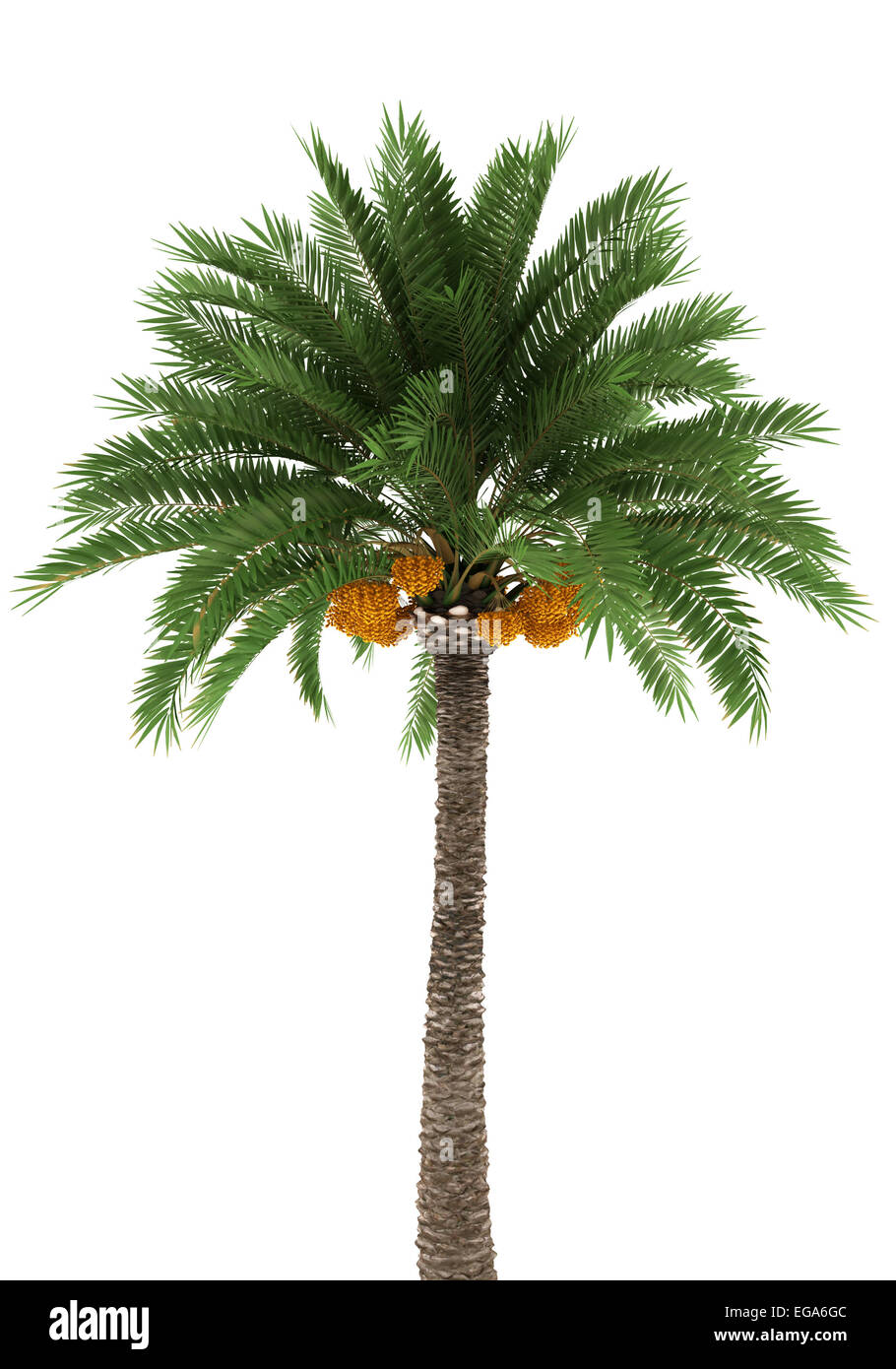 Palm tree isolated on white background Stock Photo Alamy