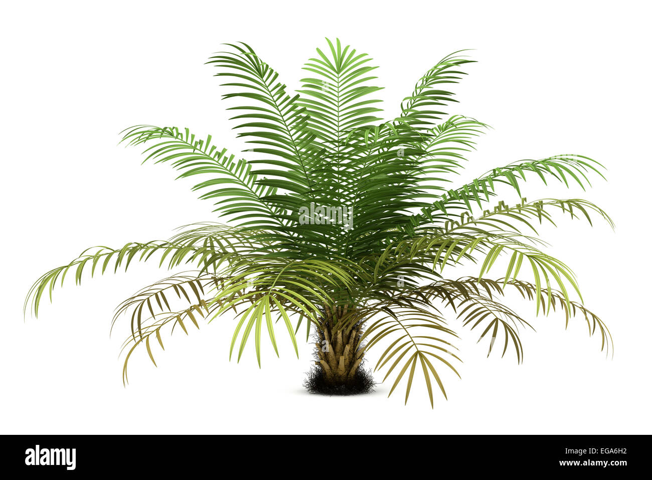 sugar palm tree isolated on white background Stock Photo