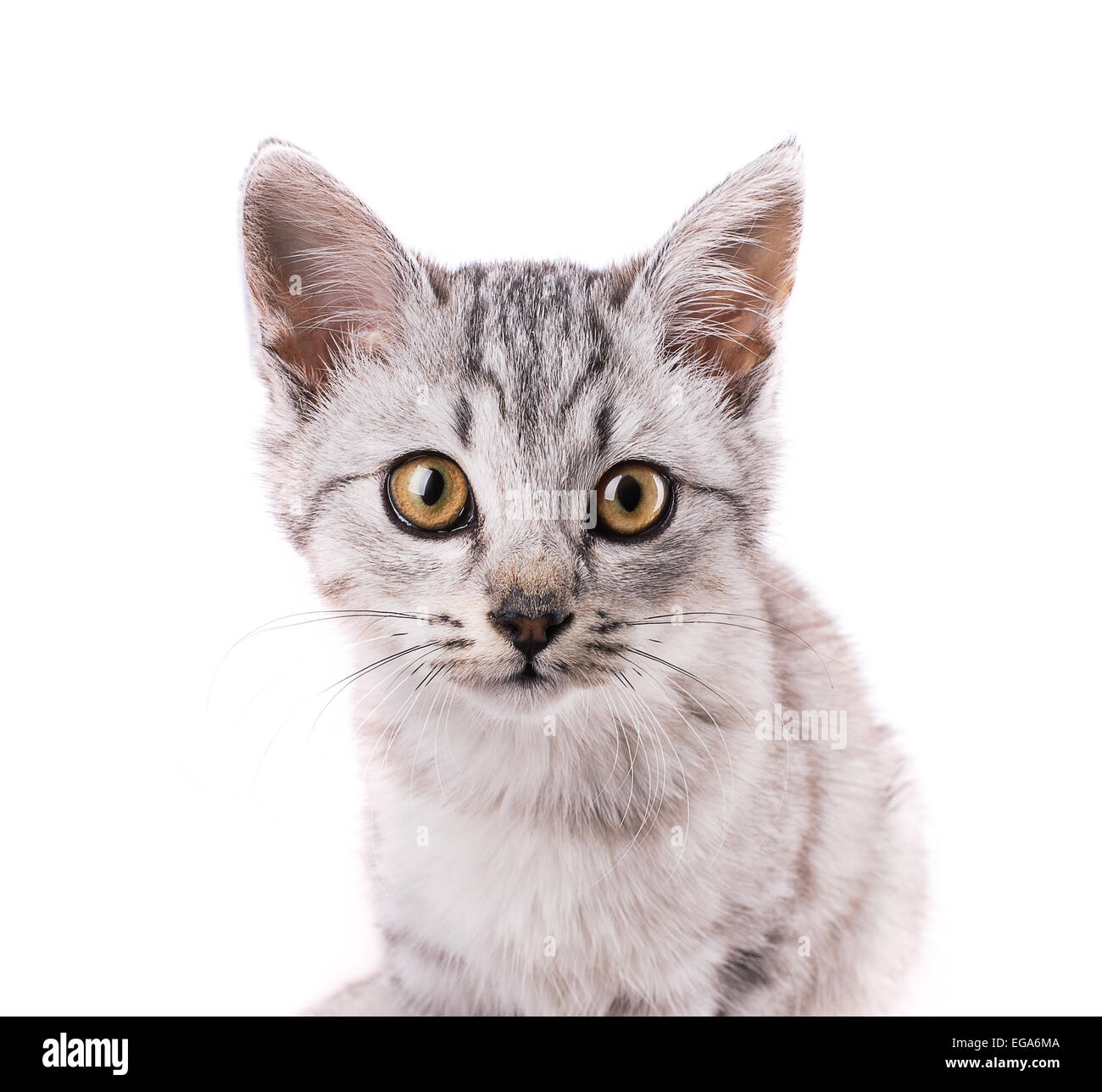 cat isolated on white background Stock Photo - Alamy