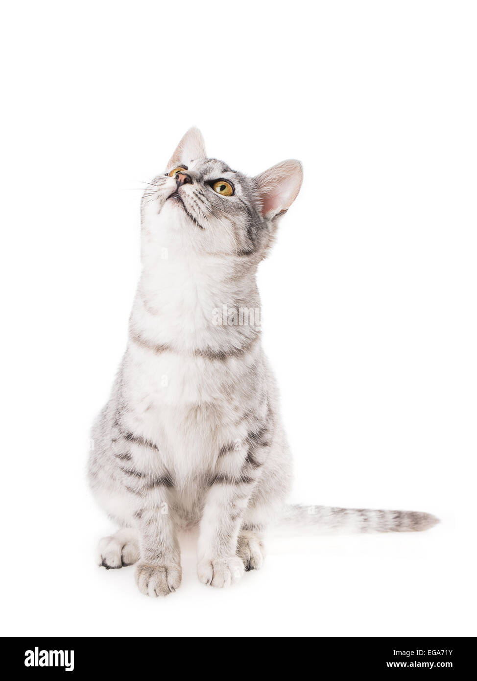 cat isolated on white background Stock Photo - Alamy