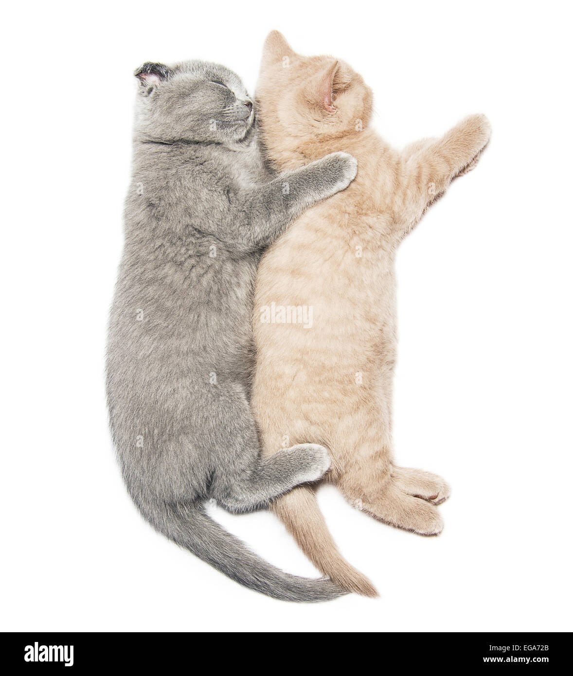 Котики обнимаются