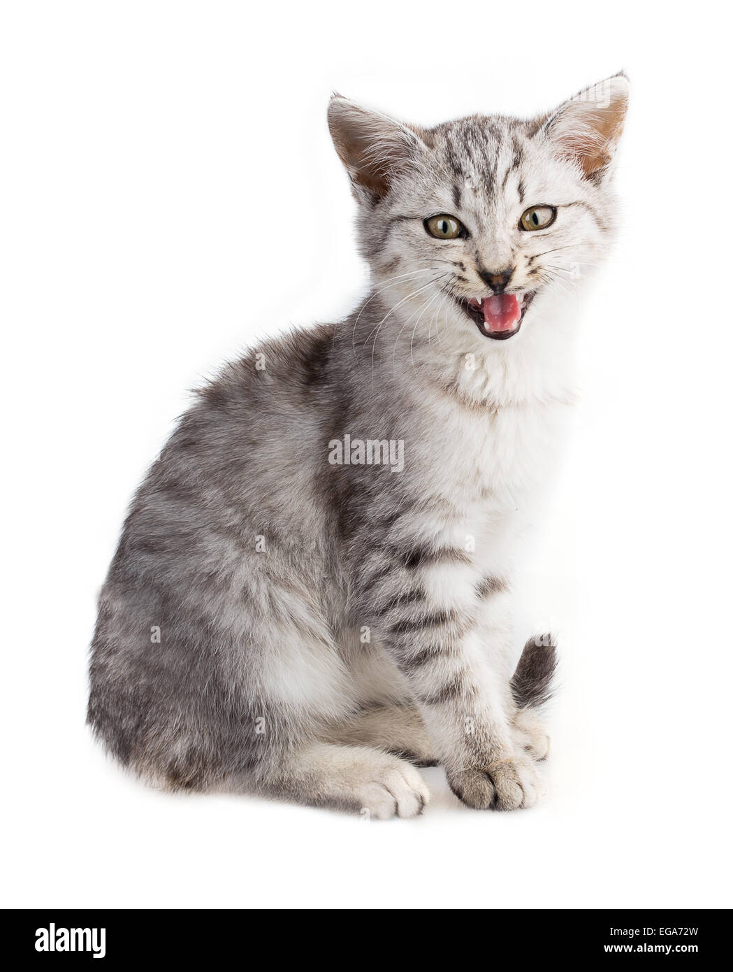 cat isolated on white background Stock Photo - Alamy