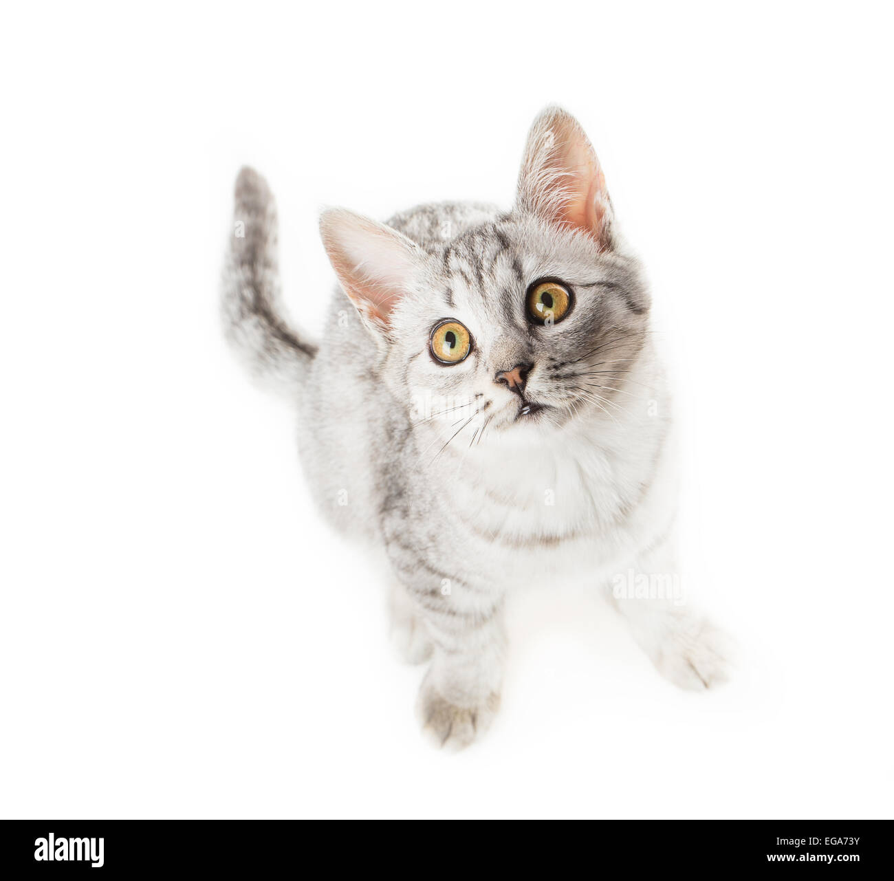 cat isolated on white background Stock Photo - Alamy