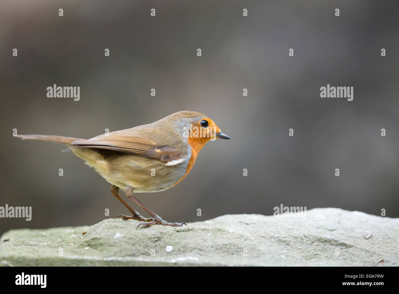 robin isolated on rugged stone Stock Photo