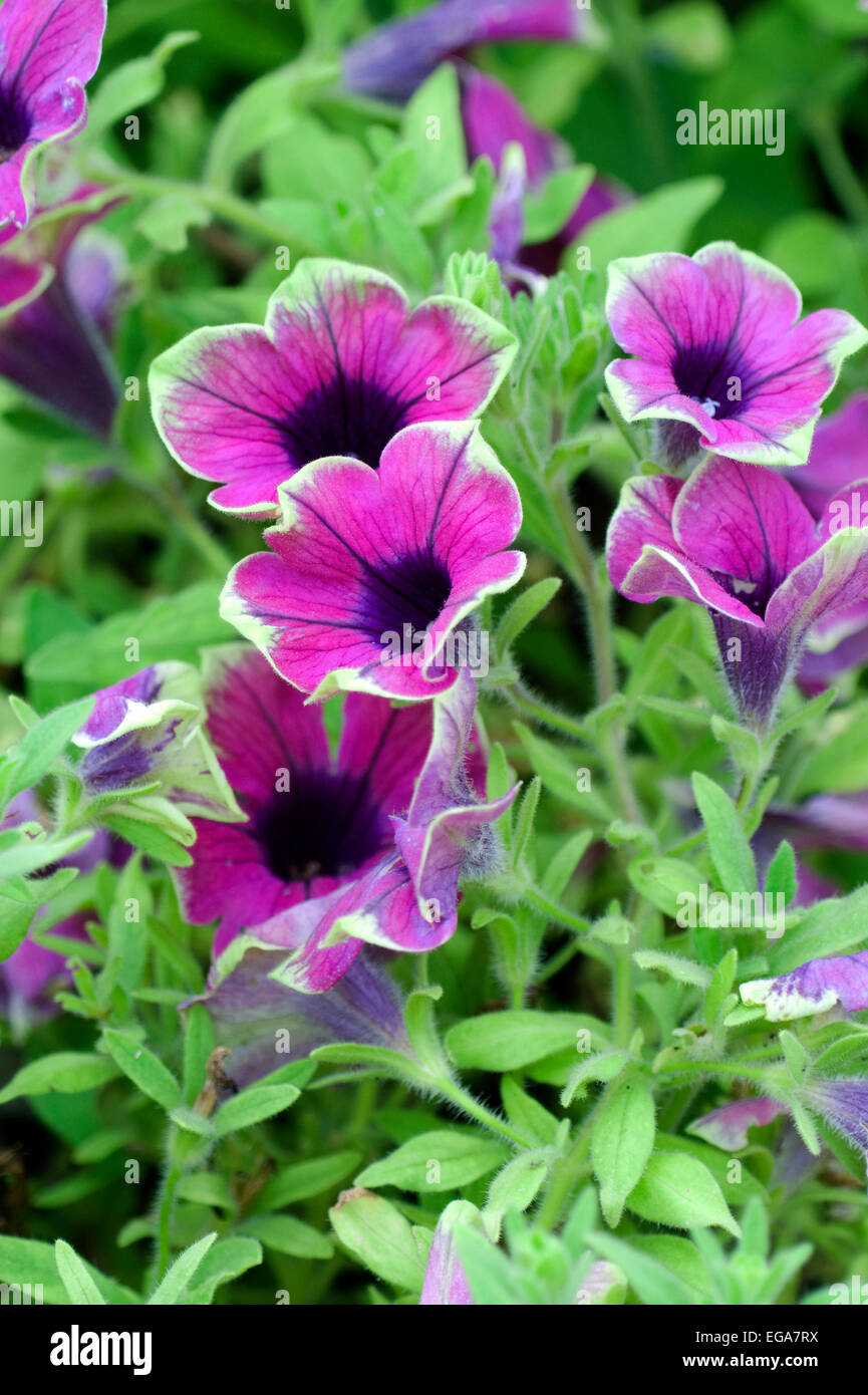 Petunia table azure online