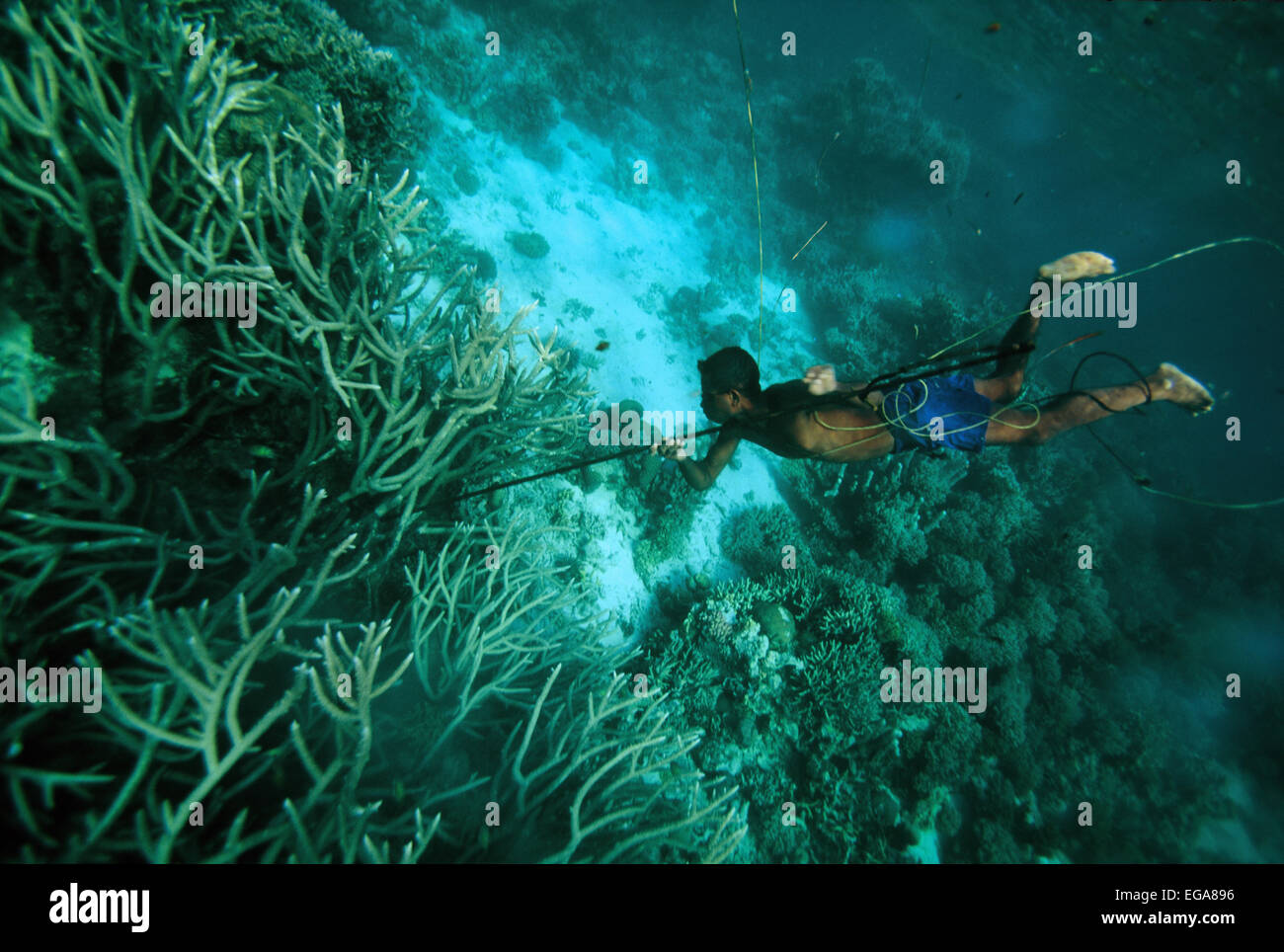Spearfishing, Diver, Kitava Island, Trobiand Islands, Papua New Guinea Stock Photo