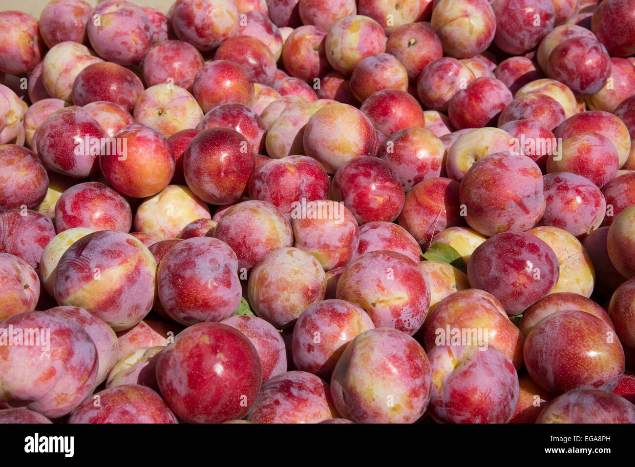 Freshly harvested plums the African Delight variety South Africa Stock Photo