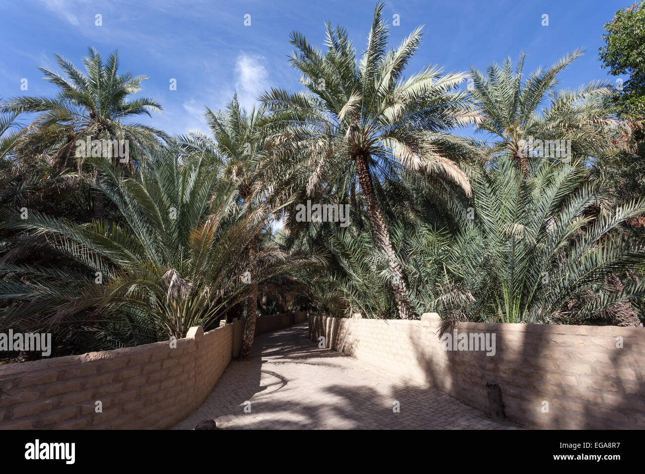 Abu Dhabi researchers trace the date palms origins - The 