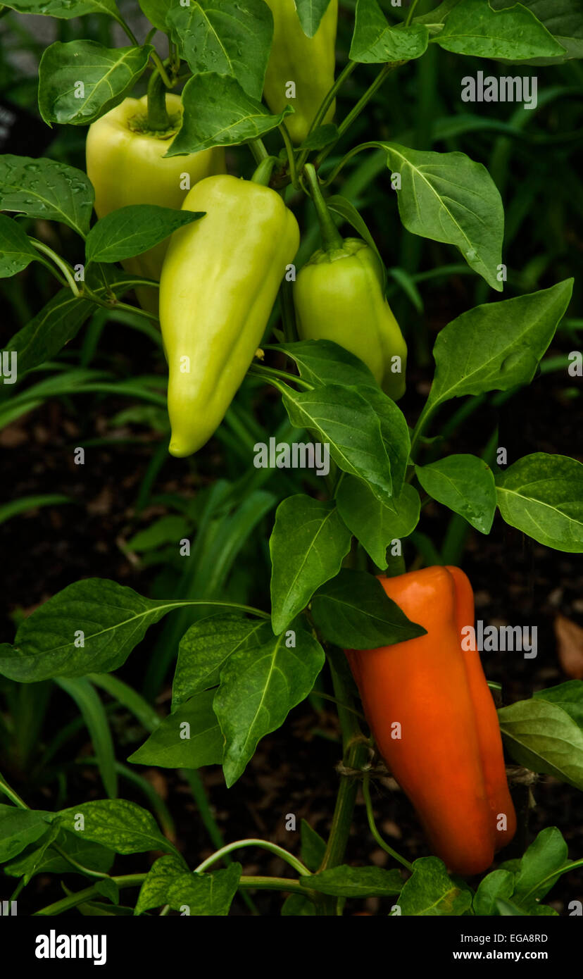 Pepper plant , Capsicum annum Gypsy, edible, orange,edible, Stock Photo