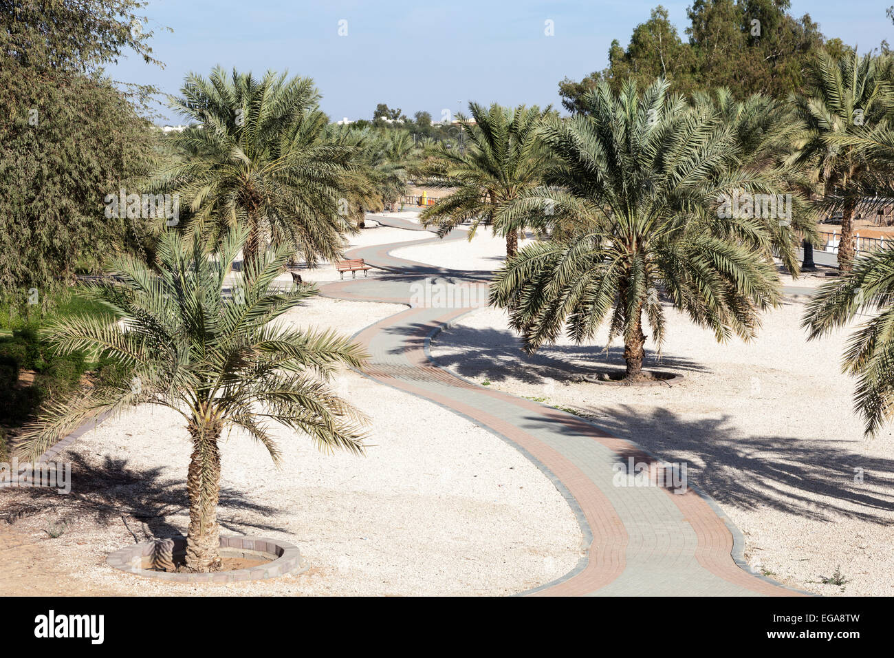 Palm Trees in a city park of Al Ain. Emirate of Abu Dhabi, UAE Stock Photo