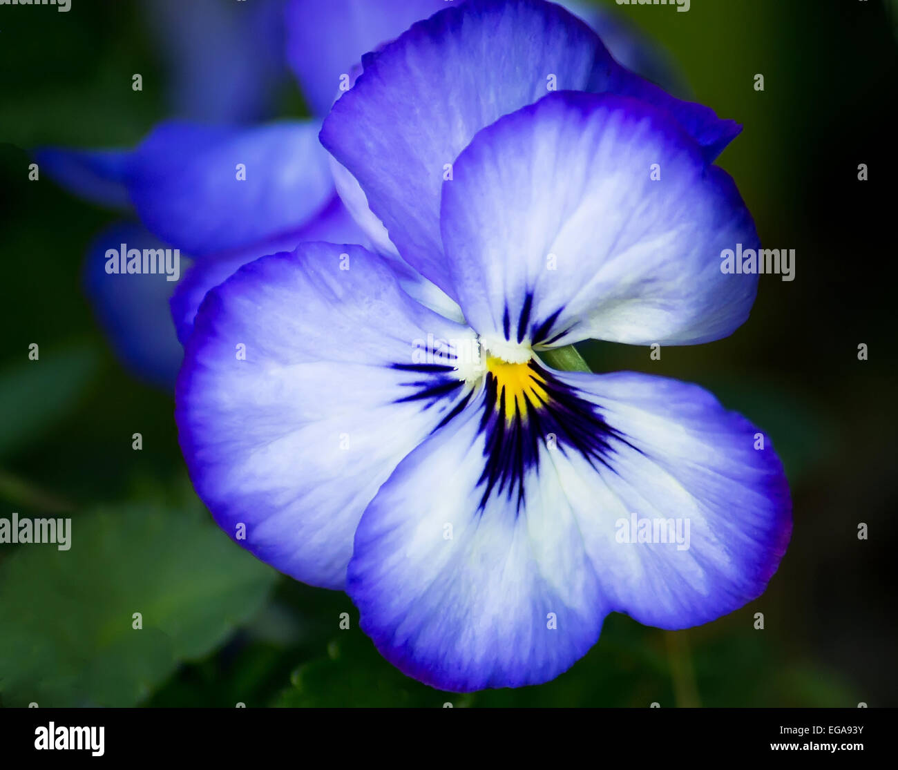 Foto ein 30,5/ x 45,7/ cm Fotodruck violett violett hoher Stauden-Phlox Amethyst Mehrj/ährige Blumen Hochformat Foto Farbe Bild Fine Art Print Fotografie von Andy Evans Fotos