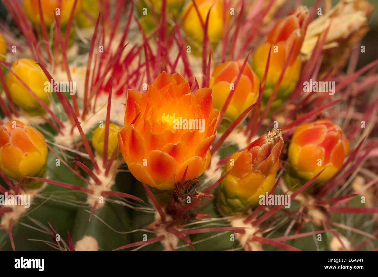 Barrel Cactus Flower Stock Photo Alamy