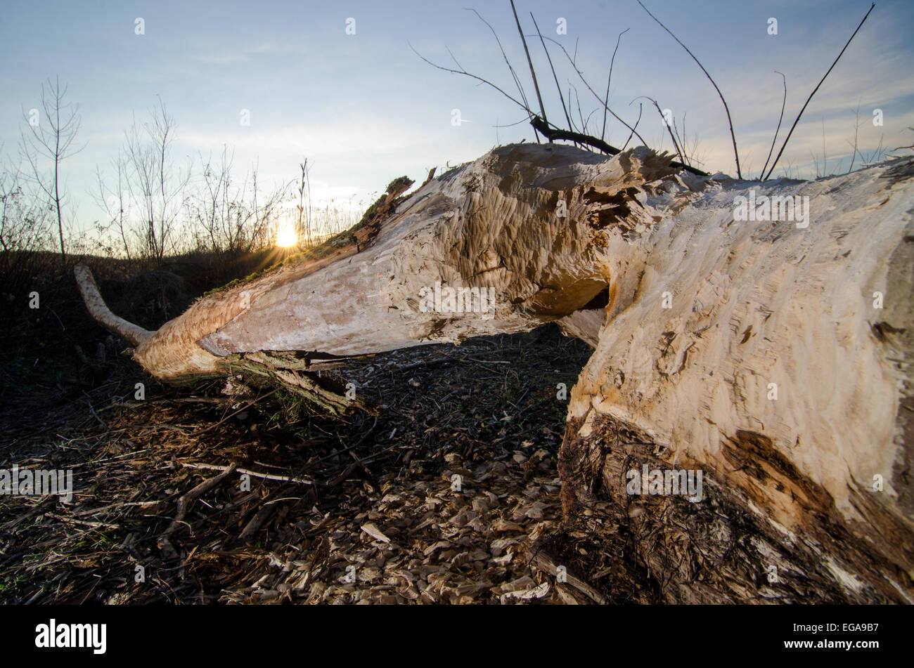 A log gnawed off by a beaver Stock Photo