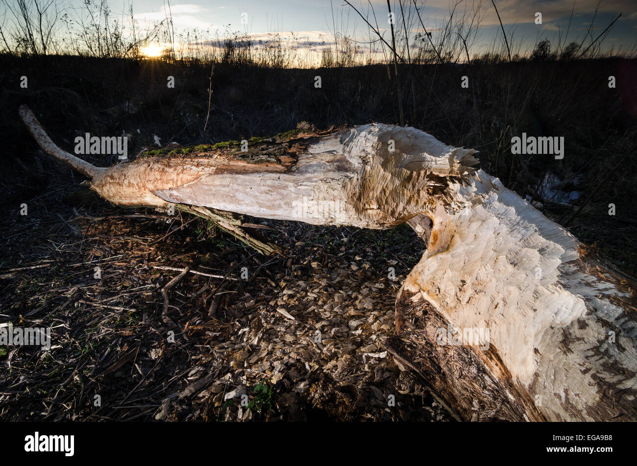 A log gnawed off by a beaver Stock Photo