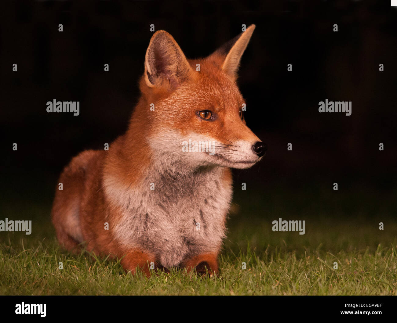 red fox urban night animal vulpes Stock Photo
