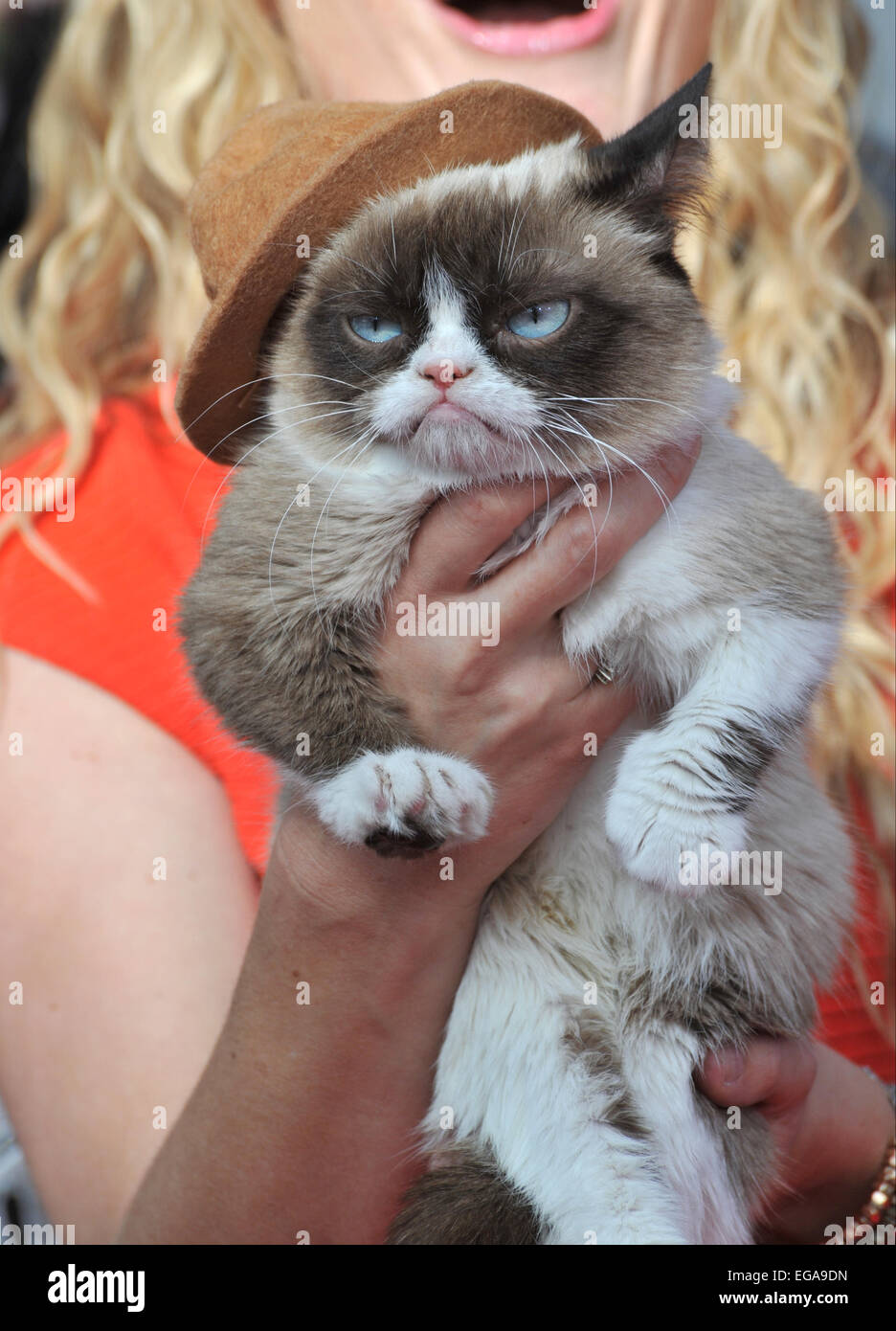 LOS ANGELES, CA - APRIL 13, 2014: Grumpy Cat at the 2014 MTV Movie ...