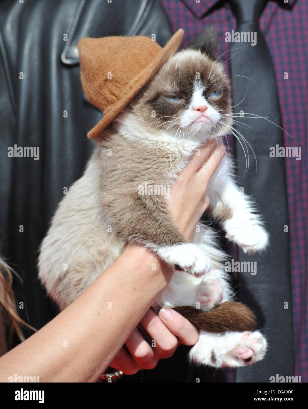 Grumpy cat hat hires stock photography and images Alamy