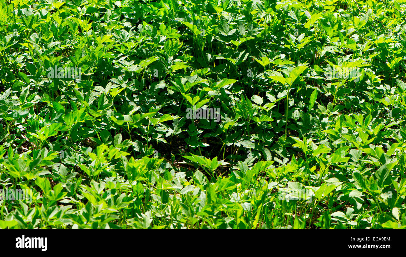 Herbs and weeds hi-res stock photography and images - Alamy