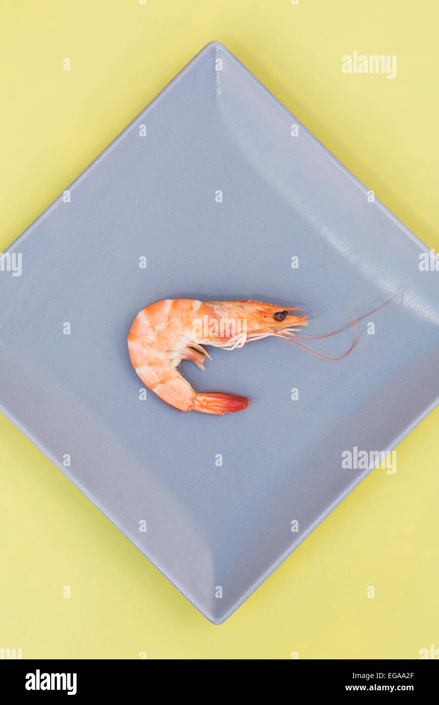 Single crevettes on a grey plate. Stock Photo