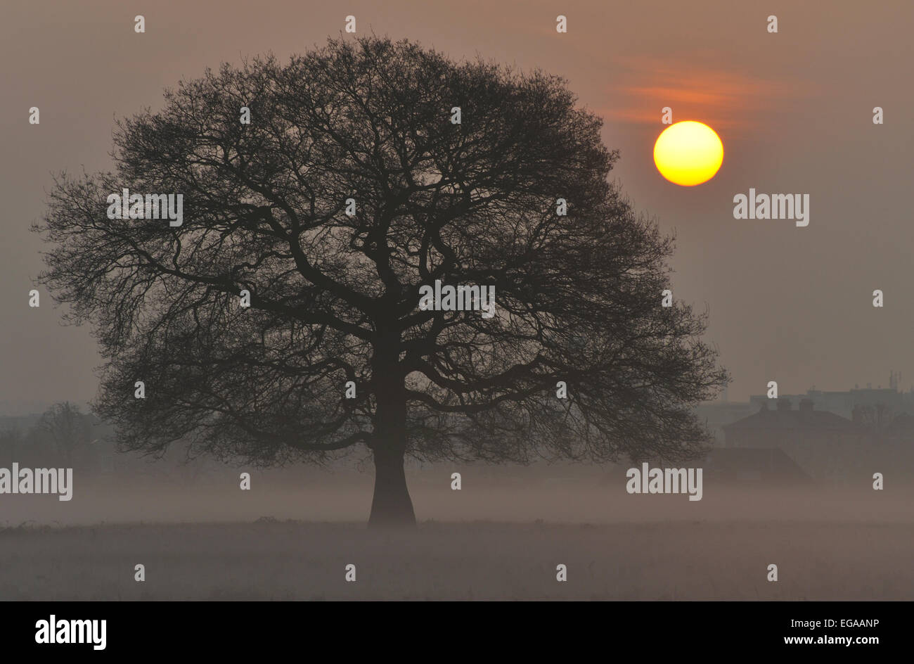 Misty sunrise in Bushy Park, London, UK Stock Photo